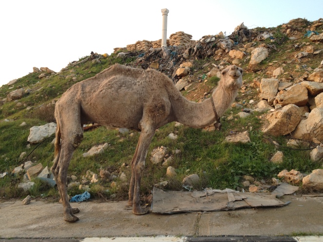 Camel on the edge of Ramallah